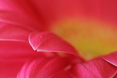 gerbera