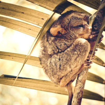 Tarsier - Bohol