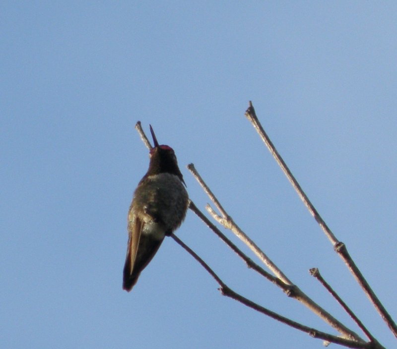 Hummingbird Annas 17 Irvine CA 4-11.JPG