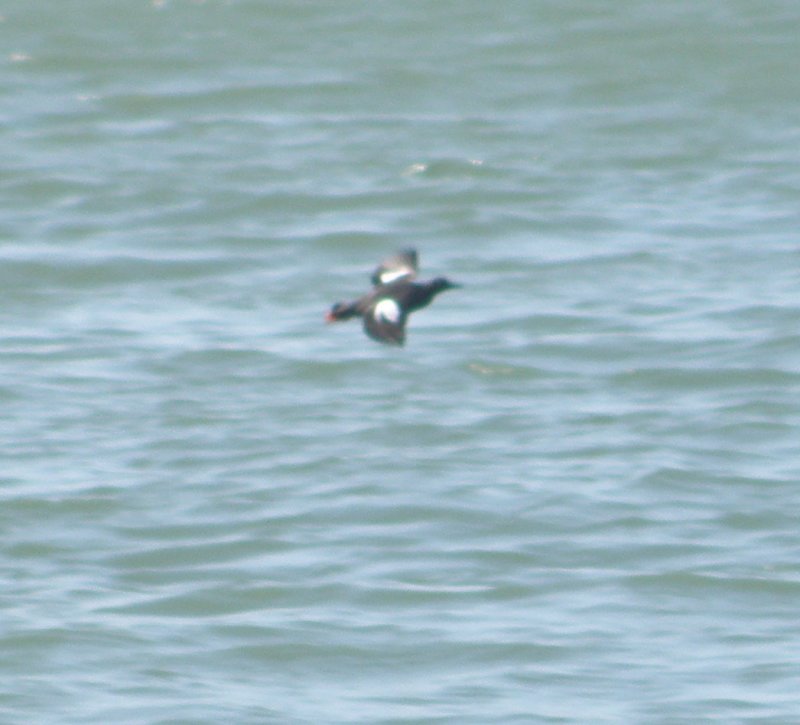 Guillemont pigeon Alcatraz 6-2011 f.JPG