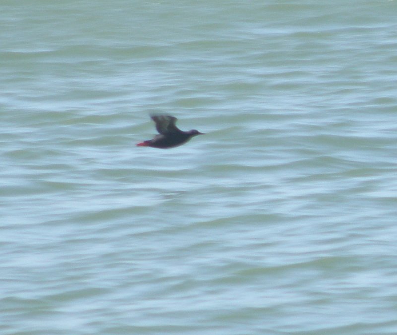 Guillemont pigeon Alcatraz 6-2011 h.JPG