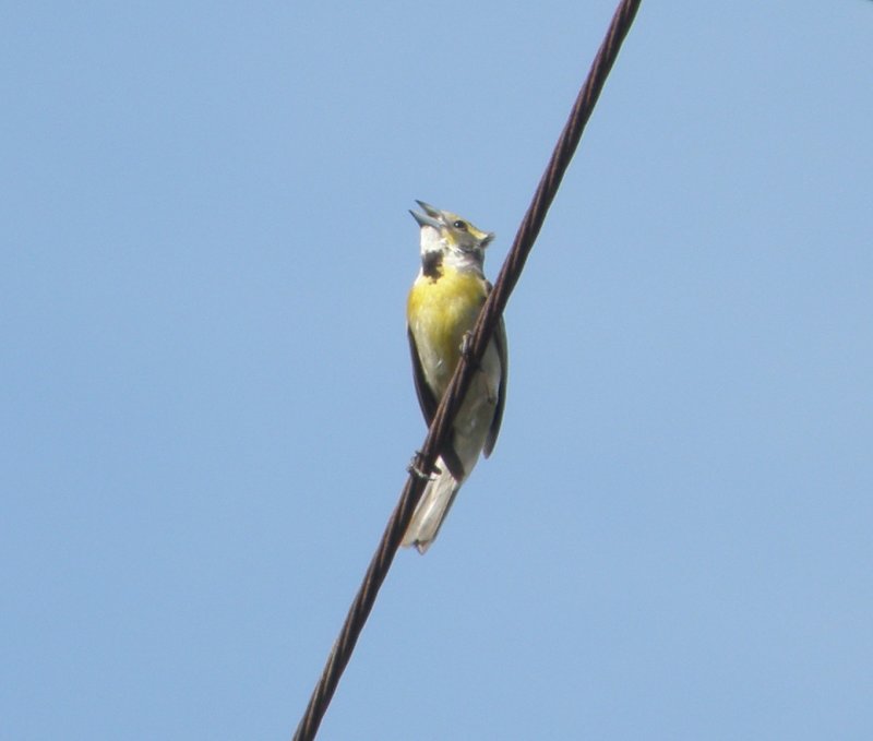 dickcissel Chesapeake VA 6-11 b.JPG