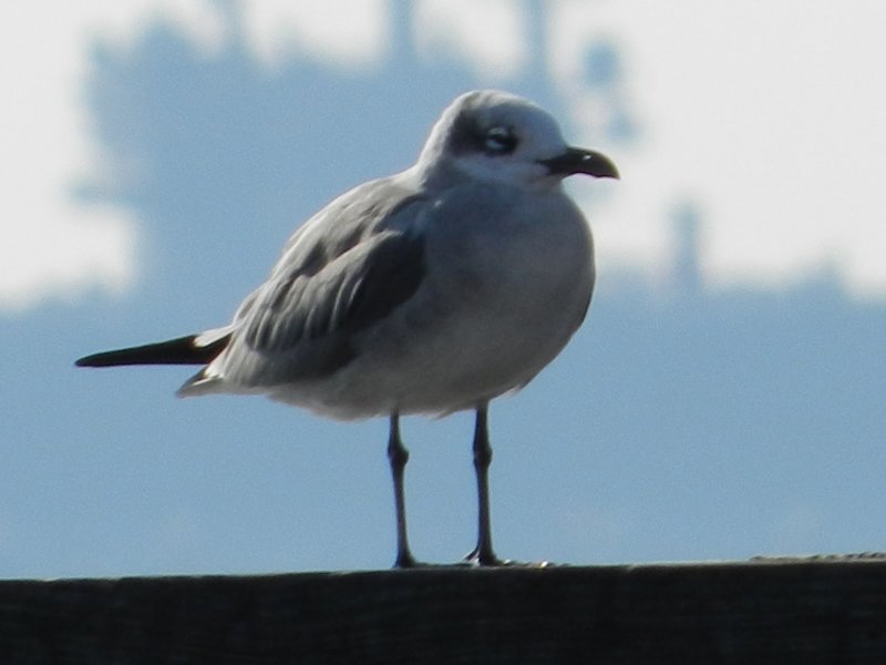 Gull Laughing 121711 a.JPG