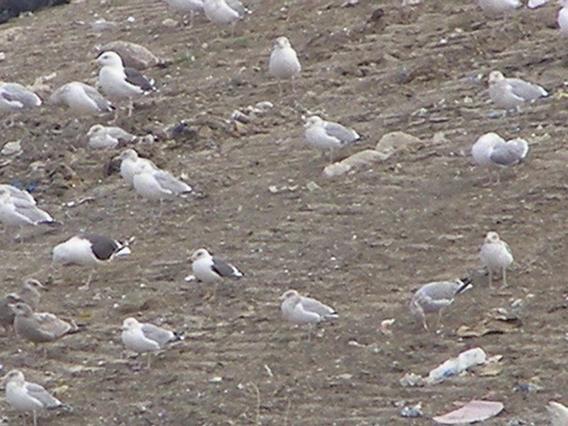 Gull, Lesser BB ESVA.JPG