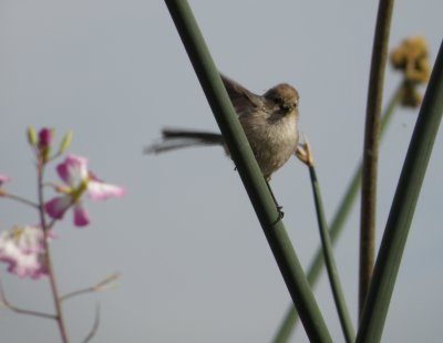 bushtit 3 Irvine CA 4-11.JPG