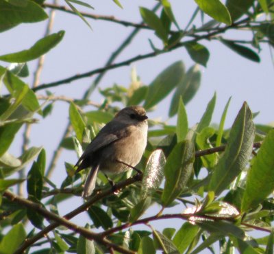 bushtit 6 Irvine CA 4-11.JPG