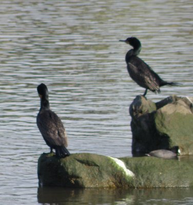 cormorant Double Crested b Irvine CA 4-11.JPG