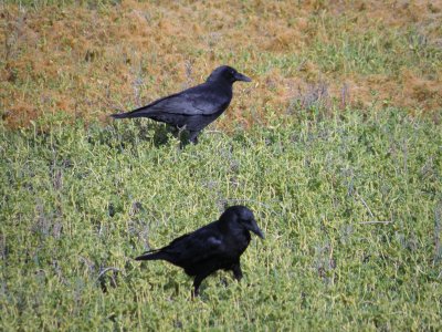 crows a Irvine CA 4-11.JPG