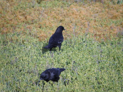 crows b Irvine CA 4-11.JPG
