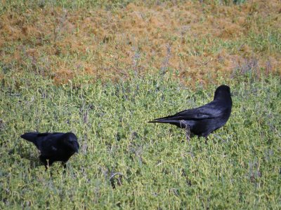 crows c Irvine CA 4-11.JPG