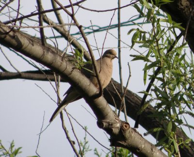 dove Mourning Irvine CA 4-11.JPG