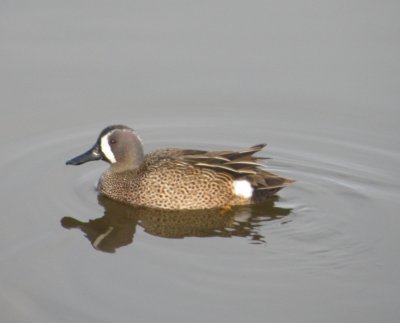 duck blue winged teal 1 Irvine CA 4-11.JPG