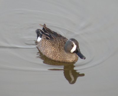 duck blue winged teal 2 Irvine CA 4-11.JPG