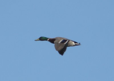 duck mallard Irvine CA 4-11.JPG