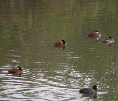 g4/92/666592/3/134000507.uOcHyD4V.jpg