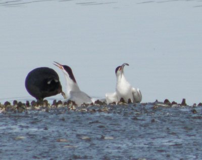 gull common tern 3 Irvine CA 4-11.JPG