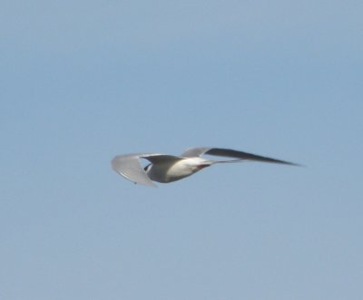 gull common tern 4 Irvine CA 4-11.JPG