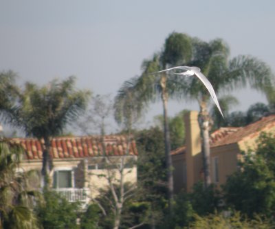 gull common tern 6 Irvine CA 4-11.JPG