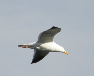 gull western 1 Irvine CA 4-11.JPG