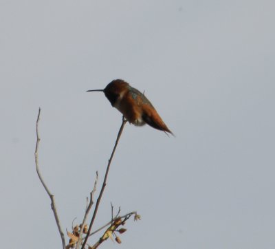 Hummingbird Allens 2 Irvine CA 4-11.JPG