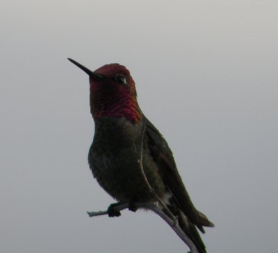 Hummingbird Annas 1 Irvine CA 4-11.JPG