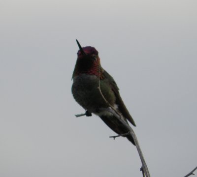 Hummingbird Annas 2 Irvine CA 4-11.JPG