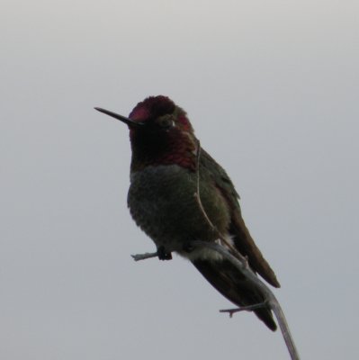 Hummingbird Annas 3 Irvine CA 4-11.JPG