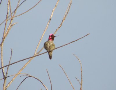 Hummingbird Annas 6 Irvine CA 4-11.JPG