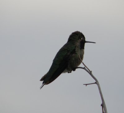 Hummingbird Annas 18  Irvine CA 4-11.JPG