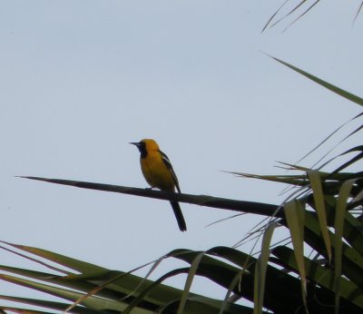 oriole hooded 3 Irvine CA 4-11.JPG