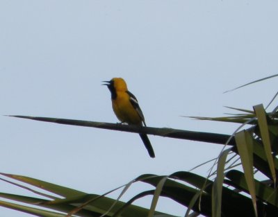 oriole hooded 4 Irvine CA 4-11.JPG