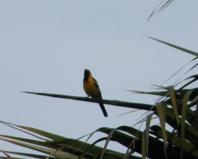 oriole hooded 6 Irvine CA 4-11.JPG