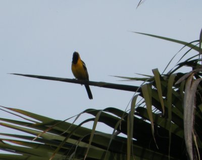 oriole hooded 8 Irvine CA 4-11.JPG