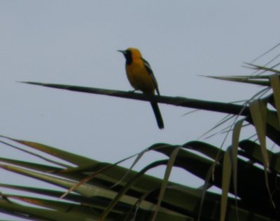 oriole hooded 10 Irvine CA 4-11.JPG