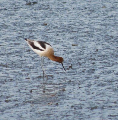 sandpiper American Avocet 1 Irvine CA 4-11.JPG