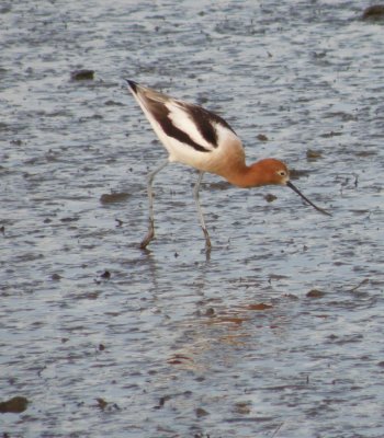 sandpiper American Avocet 3 Irvine CA 4-11.JPG