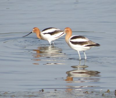 sandpiper american avocet aaaa Irvine CA 4-11.JPG