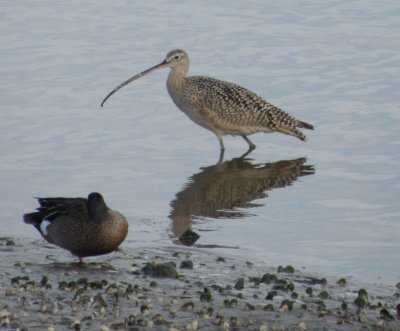 sandpiper long billed curlew 1 Irvine CA 4-11.JPG