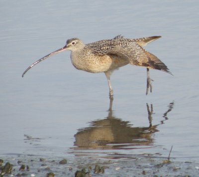 sandpiper long billed curlew aaa Irvine CA 4-11.JPG