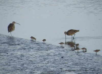 sandpipers 2 Irvine CA 4-11.JPG