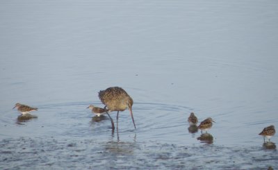 sandpipers 4 Irvine CA 4-11.JPG