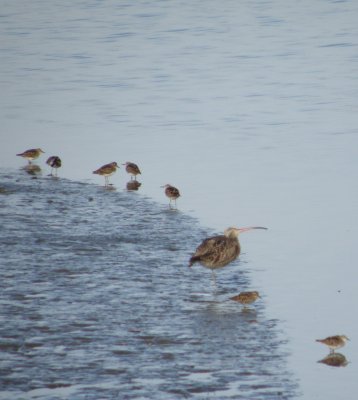 sandpipers 5 Irvine CA 4-11.JPG