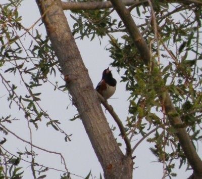 Sparrow Towhee spotted 1 Irvine CA 4-11.JPG