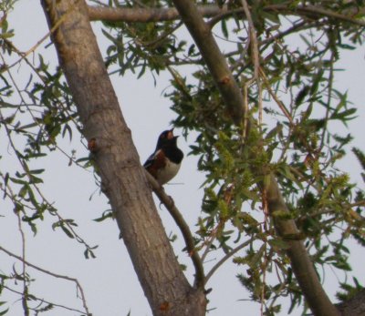 Sparrow Towhee spotted 2 Irvine CA 4-11.JPG