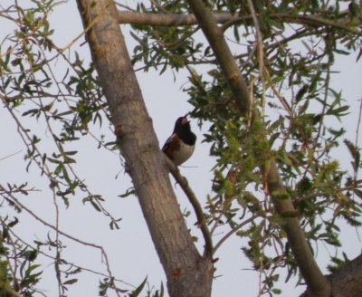 Sparrow Towhee spotted 3 Irvine CA 4-11.JPG