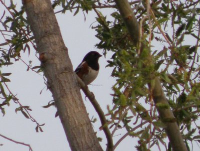 Sparrow Towhee spotted 4 Irvine CA 4-11.JPG