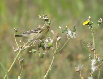 sparrow goldfinch 1 Irvine CA 4-11.JPG