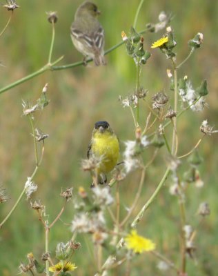 sparrow goldfinch 2 Irvine CA 4-11.JPG