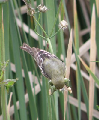 sparrow goldfinch 9 Irvine CA 4-11.JPG