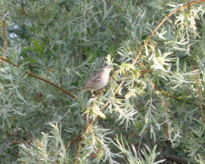 Sparrow white crowned Irvine CA 4-11.JPG